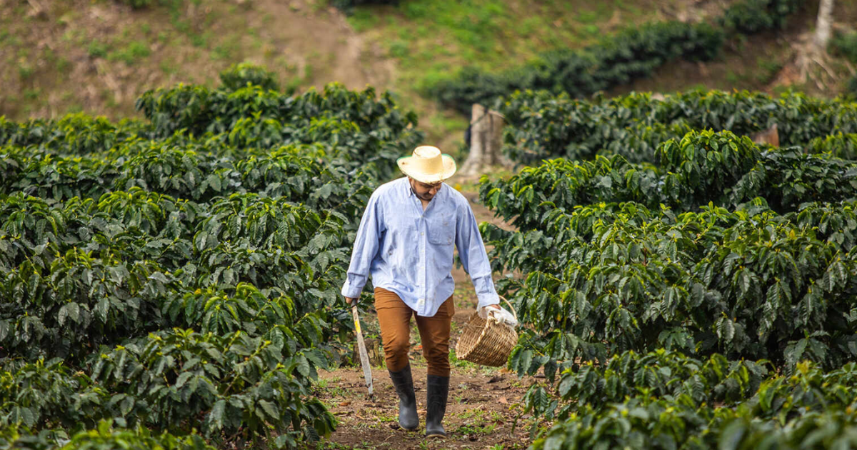 Latin American Coffee and Cocoa Producers Urge More Flexible EU Sustainability Rules